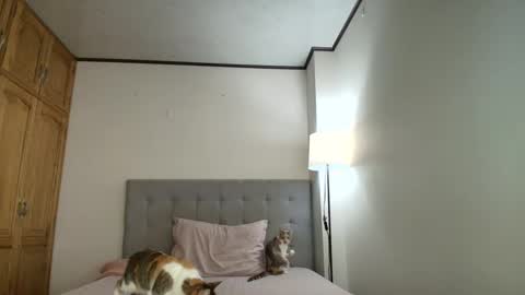 I am Rosa online show from October 19, 2025, 8:31 pm