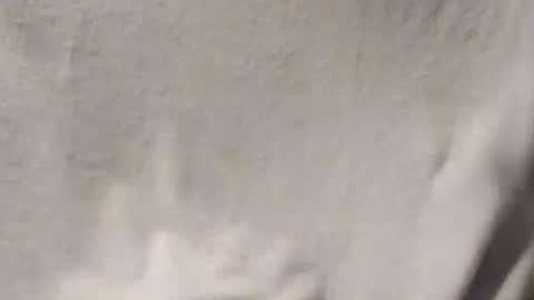 Penoso online show from January 14, 2026, 3:01 am