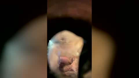 Sam online show from April 18, 2026, 11:14 am