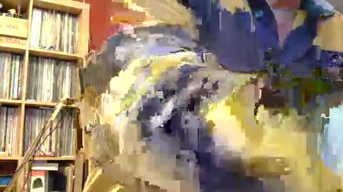 Sam online show from November 8, 2025, 11:58 pm