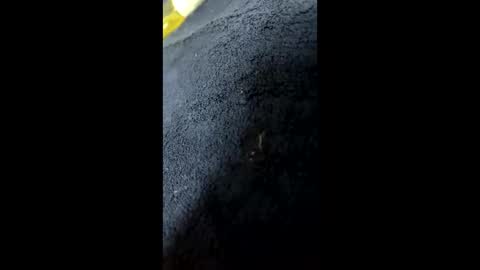 Snapshot of shurthingxx chatting on January 28, 2025, 12:22 pm shurthingxx online show from January 28, 2025, 12:22 pm