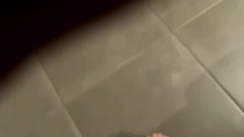 slimlord90 online show from January 25, 2025, 1:08 pm