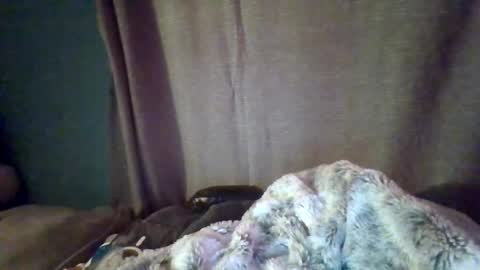 slittiekittie online show from March 1, 2026, 7:32 am