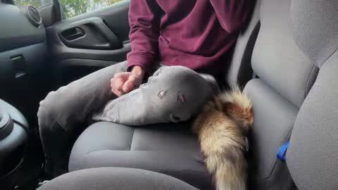 Snapshot of sondages chatting on November 6, 2025, 8:04 am Sondages online show from November 6, 2025, 8:04 am