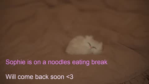 Snapshot of sophiephoria chatting on February 6, 2025, 7:40 pm Sophie Next stream 3 online show from February 6, 2025, 7:40 pm