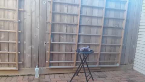 srtxshow online show from December 19, 2024, 10:21 pm