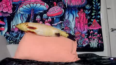 Star Vega online show from January 30, 2025, 4:02 pm