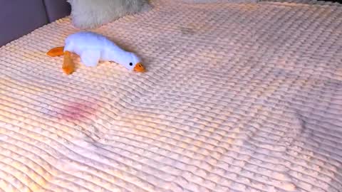 Alice online show from November 2, 2025, 3:47 pm