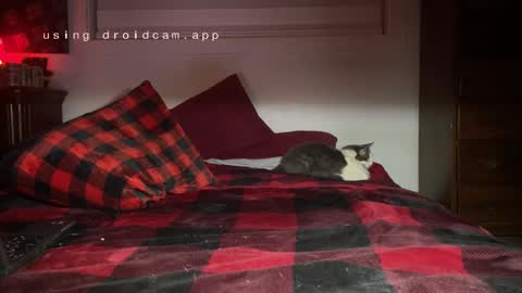 Thatcarrguyy online show from December 3, 2024, 12:38 pm