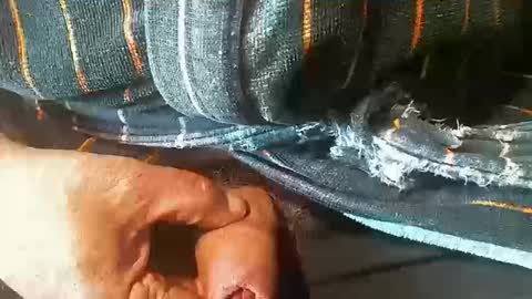 Snapshot of tiger1181 chatting on October 18, 2025, 4:08 pm tiger1181 online show from October 18, 2025, 4:08 pm