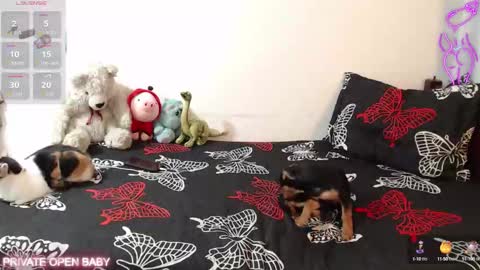 Tina N Charlie online show from October 21, 2025, 12:06 pm