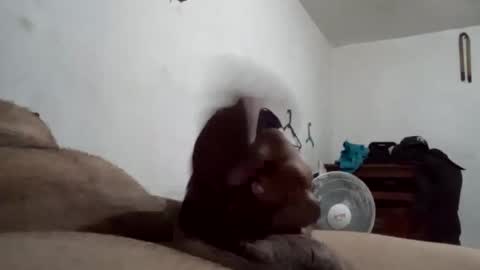 tobe557337 online show from December 17, 2024, 7:29 am