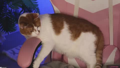 tokyo_n online show from January 27, 2025, 1:48 am