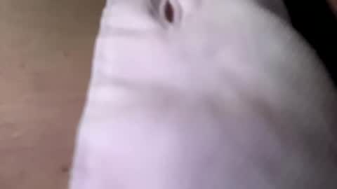 tommit84 online show from October 19, 2025, 4:13 am