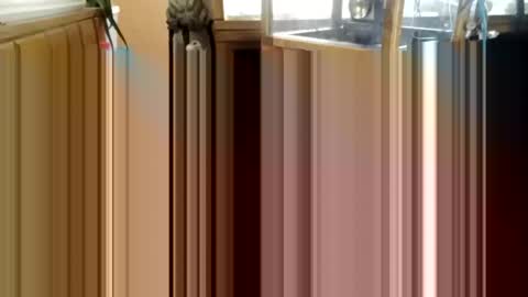 trypodman online show from December 25, 2024, 3:49 pm