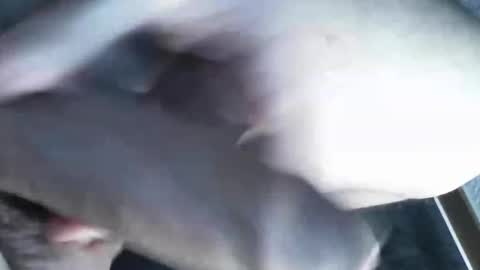   online show from March 8, 2025, 11:39 pm