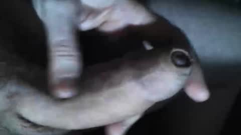   online show from October 30, 2025, 7:36 pm