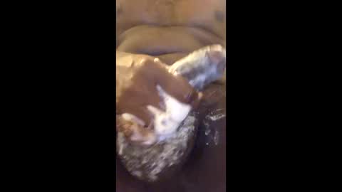 vincycock99 online show from April 22, 2026, 12:57 am