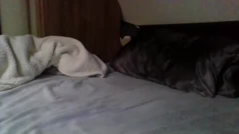 Snapshot of willobey chatting on February 9, 2025, 3:56 pm papa bear online show from February 9, 2025, 3:56 pm