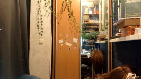 Snapshot of willodeanheitner chatting on February 11, 2026, 8:47 pm Phoebe online show from February 11, 2026, 8:47 pm