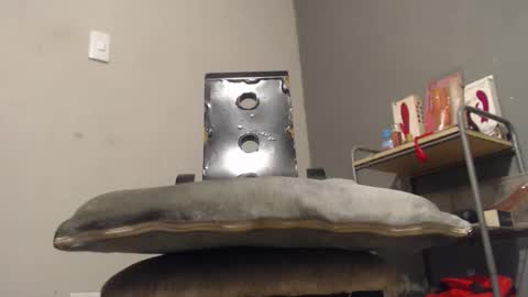 SHENIEL RODRIGUEZ online show from December 2, 2025, 11:00 pm