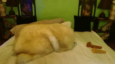 Snapshot of xxxpamelabombxxx chatting on February 28, 2025, 7:46 pm PAMPAM online show from February 28, 2025, 7:46 pm