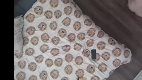 Snapshot of yourstrulyduh chatting on March 15, 2026, 3:07 pm Dan online show from March 15, 2026, 3:07 pm