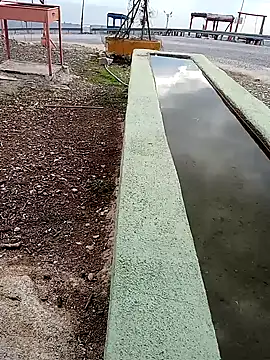 parabellumm online show from October 3, 2025, 12:46 pm