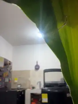 emily rosse04 online show from March 4, 2026, 11:16 am