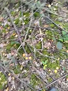 prcalek19 online show from October 14, 2025, 9:10 am