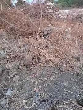 Snapshot of Ajith_mvi chatting on March 16, 2026, 1:33 am Ajith mvi online show from March 16, 2026, 1:33 am