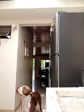 sebasxx97 online show from March 10, 2025, 7:40 pm