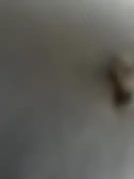 eveangelll online show from March 22, 2025, 8:08 am