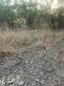 lovesuna online show from December 20, 2025, 2:07 am