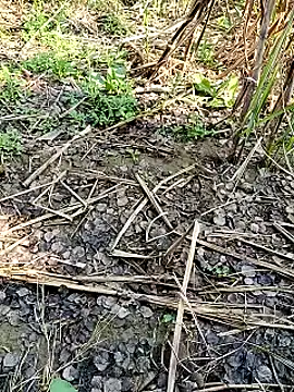 RockyNonStop online show from February 11, 2025, 4:55 am