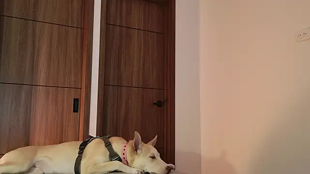 Hot Couple666 online show from September 9, 2025, 1:49 am