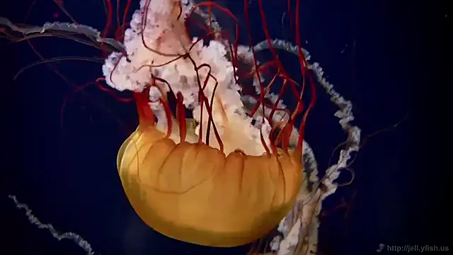 Snapshot of streamy_test11 chatting on November 12, 2025, 1:44 pm streamy test11 online show from November 12, 2025, 1:44 pm