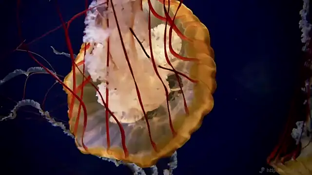 Snapshot of streamy_test11 chatting on November 19, 2025, 9:53 am streamy test11 online show from November 19, 2025, 9:53 am