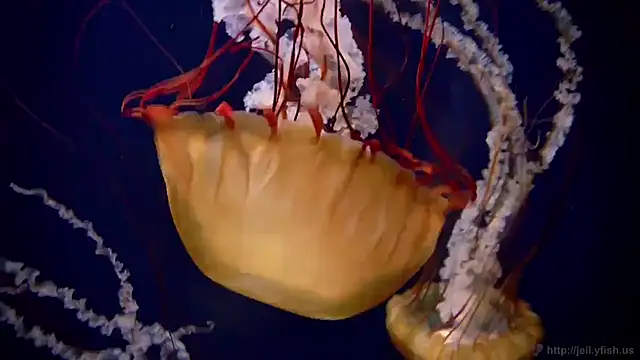 Snapshot of streamy_test11 chatting on November 21, 2025, 8:57 am streamy test11 online show from November 21, 2025, 8:57 am