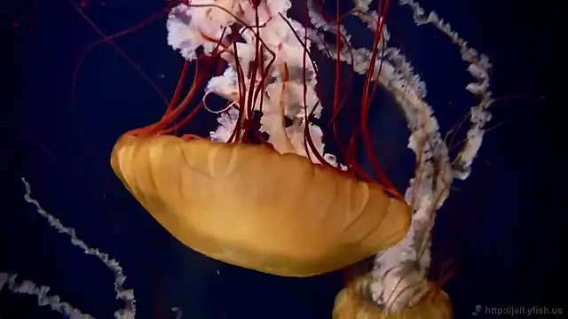 Snapshot of streamy_test11 chatting on November 26, 2025, 5:03 pm streamy test11 online show from November 26, 2025, 5:03 pm