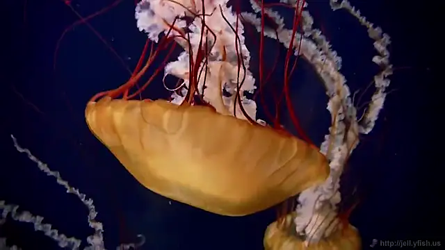 Snapshot of streamy_test11 chatting on December 3, 2025, 8:56 am streamy test11 online show from December 3, 2025, 8:56 am