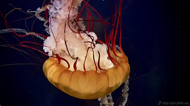 Snapshot of streamy_test11 chatting on December 4, 2025, 1:42 pm streamy test11 online show from December 4, 2025, 1:42 pm