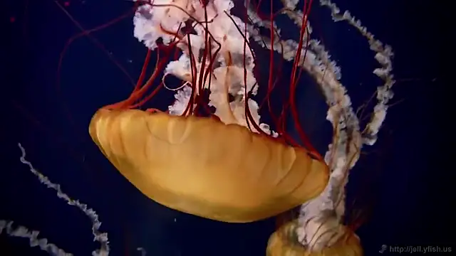 Snapshot of streamy_test11 chatting on December 15, 2025, 9:35 am streamy test11 online show from December 15, 2025, 9:35 am