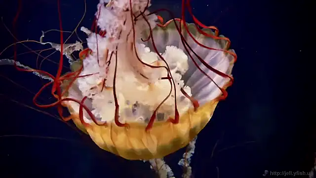 Snapshot of streamy_test11 chatting on December 16, 2025, 10:53 am streamy test11 online show from December 16, 2025, 10:53 am