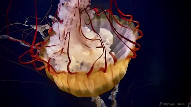 Snapshot of streamy_test11 chatting on December 17, 2025, 9:59 am streamy test11 online show from December 17, 2025, 9:59 am