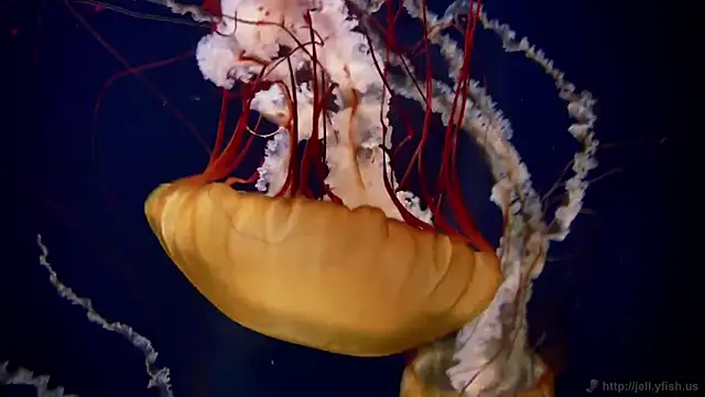 Snapshot of streamy_test11 chatting on December 23, 2025, 10:13 am streamy test11 online show from December 23, 2025, 10:13 am