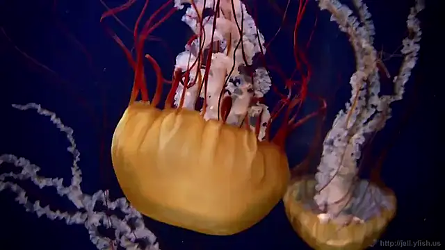 Snapshot of streamy_test11 chatting on January 14, 2026, 11:38 am streamy test11 online show from January 14, 2026, 11:38 am