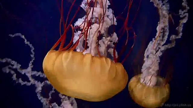 streamy test13 online show from December 9, 2024, 8:11 am