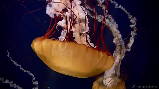 streamy test13 online show from December 16, 2024, 8:09 am