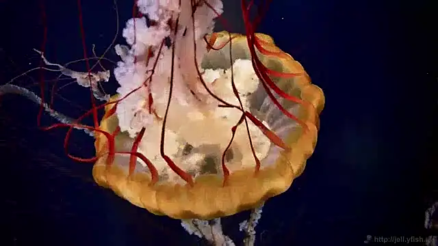 streamy test13 online show from January 28, 2025, 8:14 am